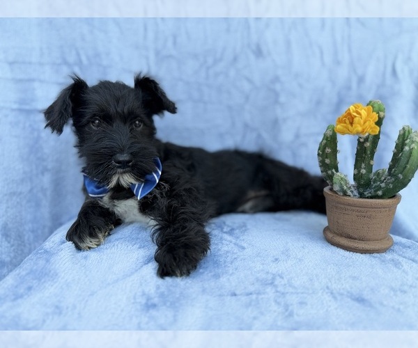 Medium Photo #2 Schnauzer (Miniature) Puppy For Sale in LAKELAND, FL, USA