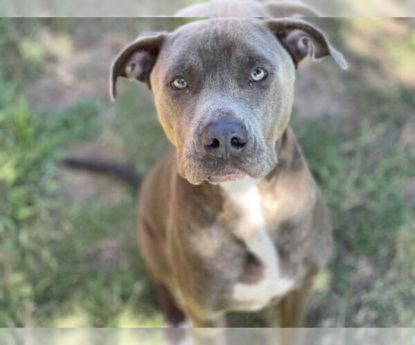 Medium Photo #1 Mutt Puppy For Sale in Tulsa, OK, USA