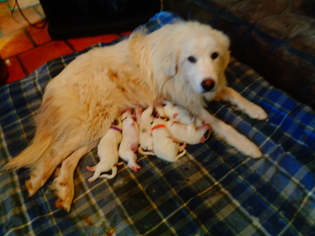 Mother of the Great Pyrenees puppies born on 04/07/2017