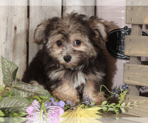 Yo-Chon Puppy for sale in MOUNT VERNON, OH, USA