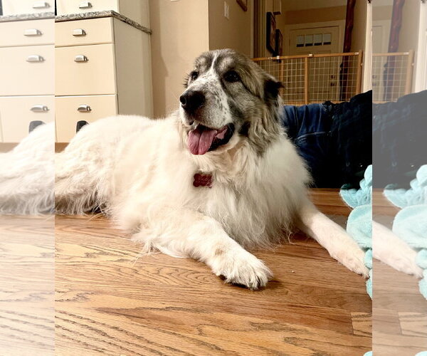 Medium Photo #4 Great Pyrenees Puppy For Sale in Spring, TX, USA