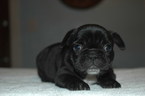 Small Photo #2 French Bulldog Puppy For Sale in CENTRAL FALLS, RI, USA