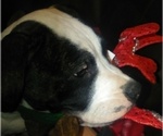 Small Photo #7 American Bulldog Puppy For Sale in CALDWELL, ID, USA