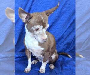 Chihuahua Dogs for adoption in Cuba, NY, USA