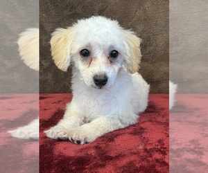 Poodle (Miniature) Puppy for sale in MARTINSVILLE, IN, USA
