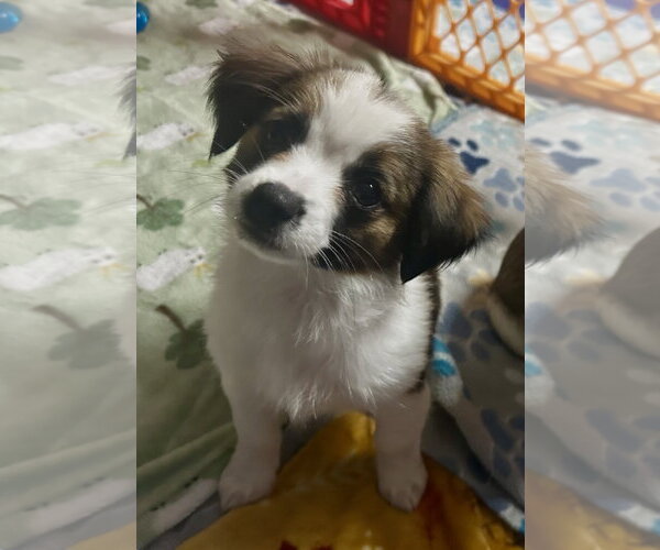 Medium Photo #4 Pekalier Puppy For Sale in Valrico, FL, USA