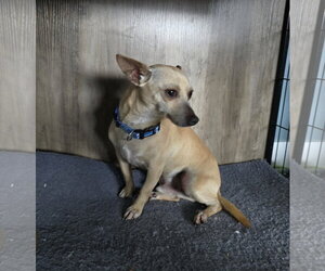 Chico - Male Chihuahua-Unknown Mix Dog for Adoption - Photo #4