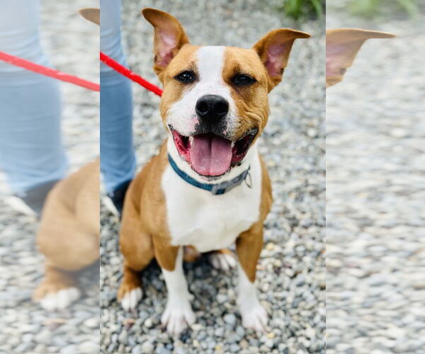Medium Photo #2 American Pit Bull Terrier-Unknown Mix Puppy For Sale in Jackson , NJ, USA
