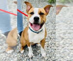 Small #1 American Pit Bull Terrier Mix