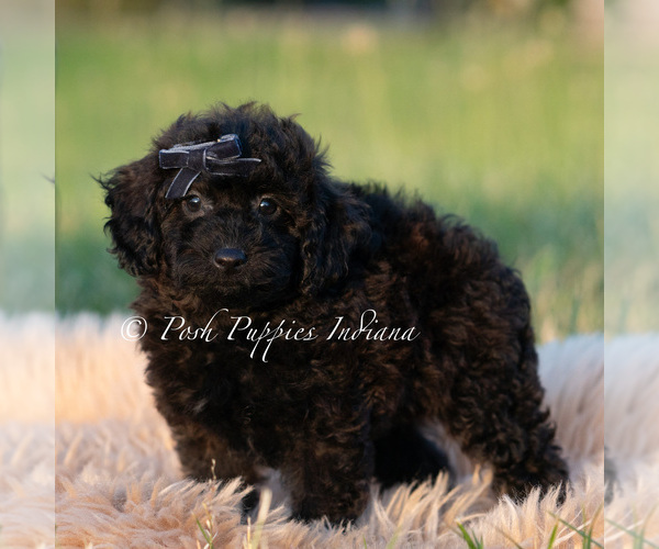 Medium Photo #78 Poodle (Miniature) Puppy For Sale in WARSAW, IN, USA