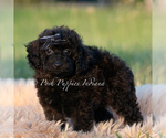 Small Photo #78 Poodle (Miniature) Puppy For Sale in WARSAW, IN, USA