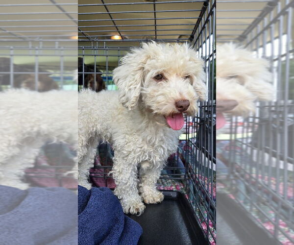 Medium Photo #1 Poodle (Miniature) Puppy For Sale in Foristell, MO, USA