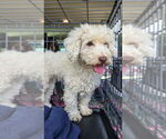 Small Poodle (Miniature)