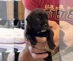 Small #2 Cane Corso