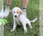 Small #4 Great Pyrenees