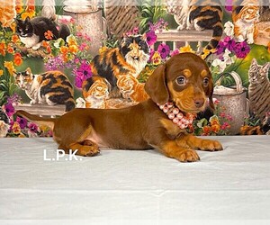 Dachshund Puppy for sale in WINNSBORO, LA, USA