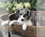 Small Photo #4 Aussiedoodle Puppy For Sale in SPOKANE VALLEY, WA, USA