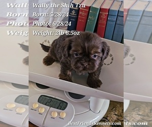 Shih Tzu Puppy for sale in TEMPE, AZ, USA