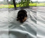 Small #1 Doberman Pinscher-German Shepherd Dog Mix