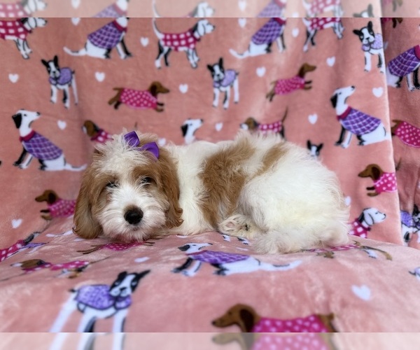Medium Photo #7 Goldendoodle (Miniature) Puppy For Sale in LAKELAND, FL, USA
