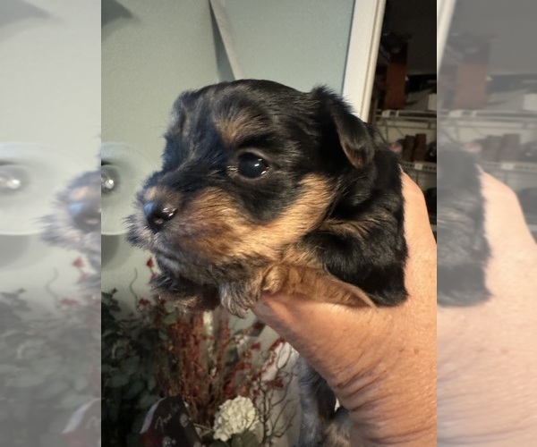 Medium Photo #2 Yorkshire Terrier Puppy For Sale in HUDSON, FL, USA