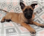Small Photo #11 Belgian Malinois Puppy For Sale in CORNING, CA, USA