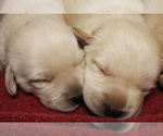 Small Photo #4 Labrador Retriever Puppy For Sale in BARDSTOWN, KY, USA