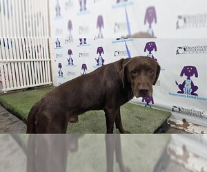 Labrador Retriever Dogs for adoption in Orlando, FL, USA