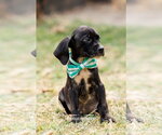Small #5 Labrador Retriever Mix