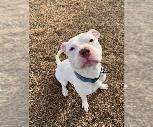 Medium Photo #1 Mutt Puppy For Sale in Forestville, MD, USA