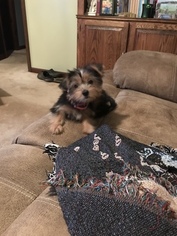 Yorkshire Terrier Puppy for sale in BLOOMINGDALE, TN, USA
