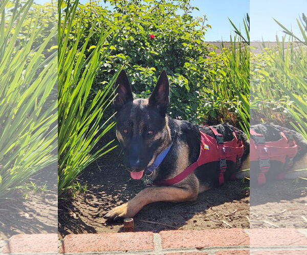 Medium Photo #10 German Shepherd Dog-Unknown Mix Puppy For Sale in San Jose, CA, USA