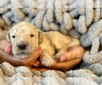 Small Photo #3 Goldendoodle Puppy For Sale in DANIELSVILLE, GA, USA