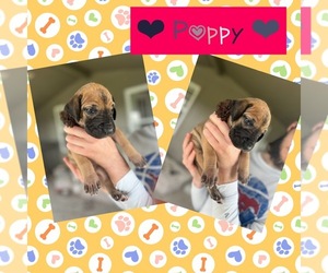 Great Dane Puppy for Sale in AMARILLO, Texas USA