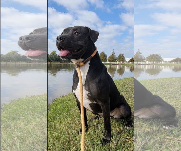 Medium Photo #29 American Staffordshire Terrier-Unknown Mix Puppy For Sale in Rosenberg, TX, USA