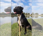 Small #28 American Staffordshire Terrier Mix