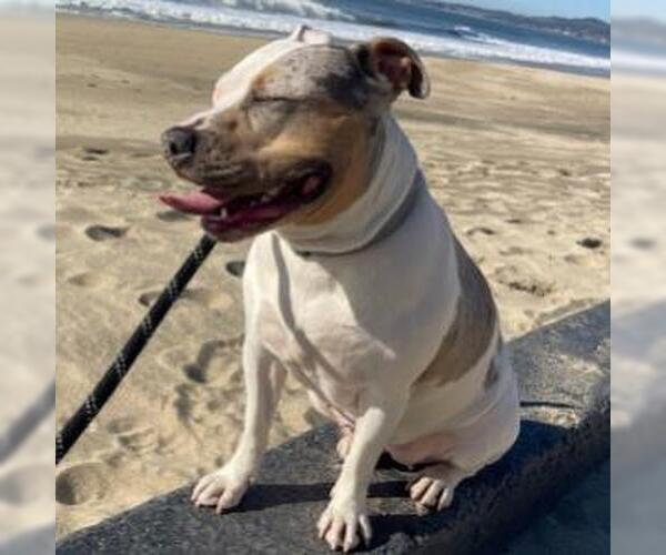 Medium Photo #1 Staffordshire Bull Terrier-Unknown Mix Puppy For Sale in Alameda, CA, USA