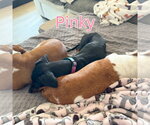 Small #1 Dachshund