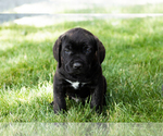 Small Photo #55 Cane Corso Puppy For Sale in WAKARUSA, IN, USA