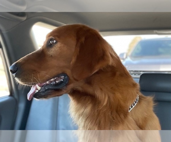 Medium Photo #25 Golden Retriever Puppy For Sale in SANFORD, NC, USA