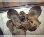 Small Photo #1 Cairn Terrier Puppy For Sale in WHITEWOOD, SD, USA