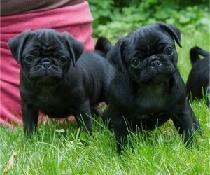 Pug Puppy for sale in HANNA CITY, IL, USA