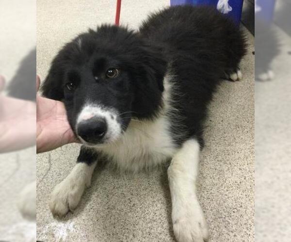 Medium Photo #1 Border Collie-Unknown Mix Puppy For Sale in Riverside, CA, USA