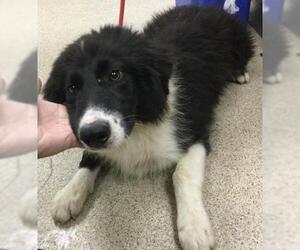 Border Collie-Unknown Mix Dogs for adoption in Riverside, CA, USA