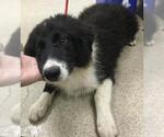 Small Border Collie Mix
