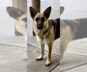 Mother of the German Shepherd Dog puppies born on 08/27/2025