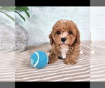 Small #2 Cavapoo (Standard)