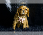 Small Photo #73 Cavalier King Charles Spaniel Puppy For Sale in WARSAW, IN, USA