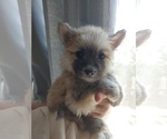 Small Photo #31 Pomsky Puppy For Sale in LOVELAND, CO, USA