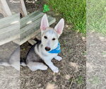 Small Siberian Husky Mix